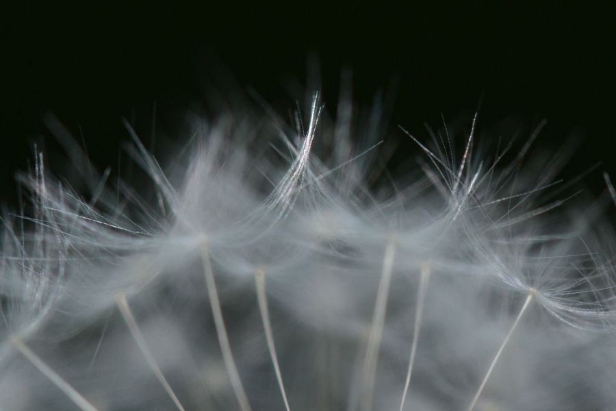 De-Luiermand-paardenbloem-verlies-miskraam De-Luiermand-paardenbloem-verlies-miskraam