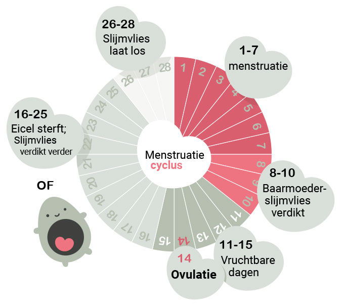 de-luiermand-menstruatiecyclus de-luiermand-menstruatiecyclus